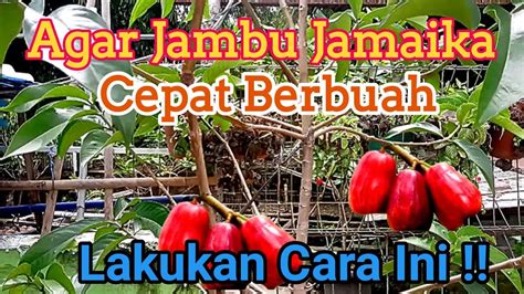 Cara Agar Jambu Air Jamaika Cepat Berbuah Di Dalam Pot YouTube