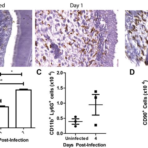 F Nucleatum Infection Increases Immune Cell Recruitment In The Dental