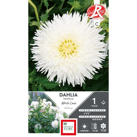 Dahlia Dentelle White Lace Blanc Ernest Turc 1 Bulbe