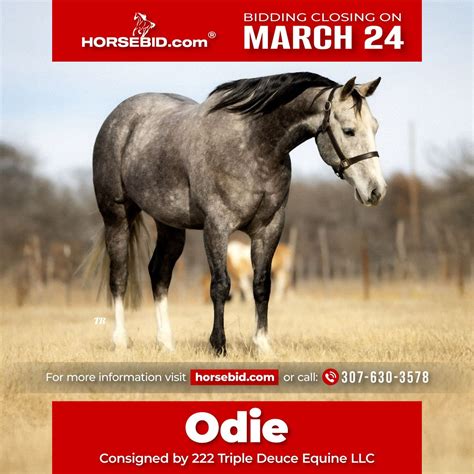 American Quarter Horse Gelding 9 years 15 hh Gray-Dapple in Cisco, TX