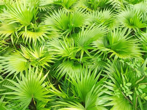 Saw Palmetto Extract Benefits Tesseract