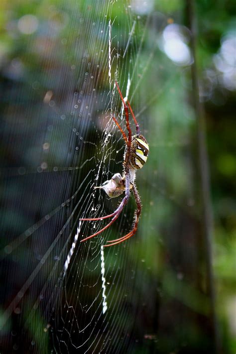 HD wallpaper: spider, araneae, nature, macro, animal, jumping, natural ...