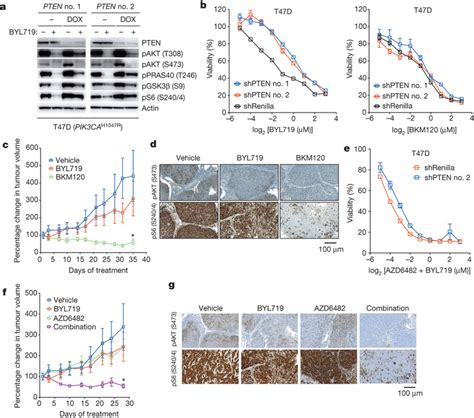 Loss Of Pten Expression And Sensitivity To Pi 3 Kα And Pi 3 Kβ