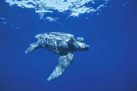 Endangered Animals: LEATHERBACK SEA TURTLE