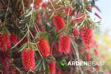 Bottlebrush Guide How To Grow And Care For “melaleuca Viminalis”