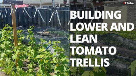 Building An Outdoor Lower And Lean Trellis For Tomatoes And Cucumbers