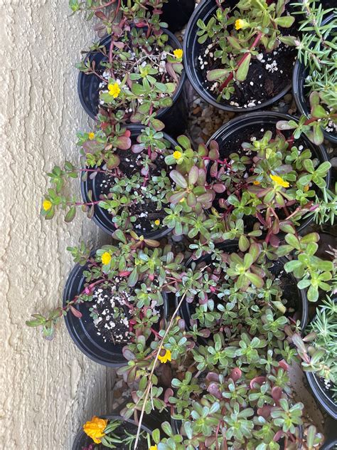 1 4 Pot Purslaneportulaca Oleracea Organic Grow Etsy