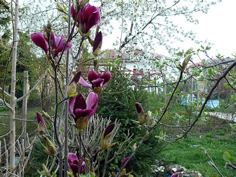 Градината на greeneyed - Форум HobbyKafe.com