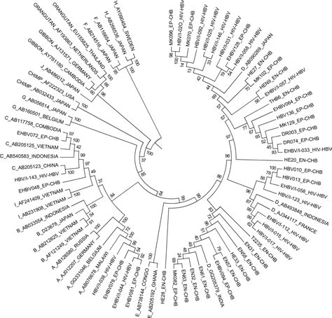 Immune Driven Adaptation Of Hepatitis B Virus Genotype D Involves