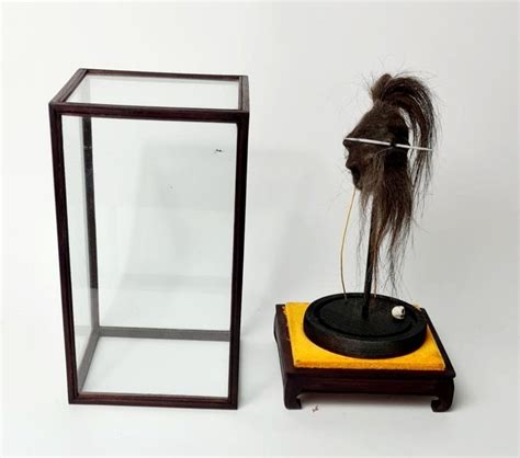 Imitation Shrunken Head In Glass Display Case CURIOUS SCIENCE