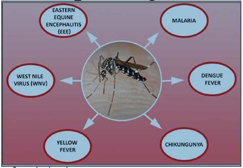 5 DEADLY Diseases You Didnt Know Mosquitoes Transmit TheInfoNG