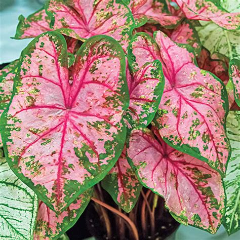 Caladiums Carolyn Whorton K Van Bourgondien In 2020 Caladium