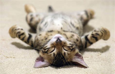 cat beds   types  sleepers happypurrcom