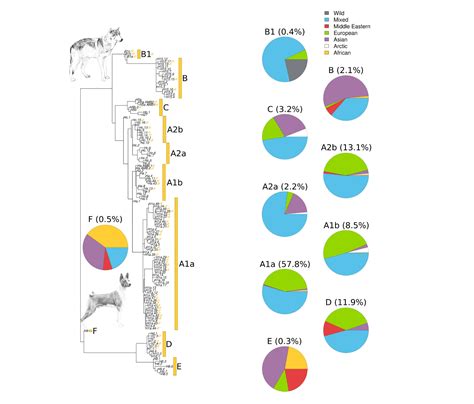 Dog Ancestry Research | Embark