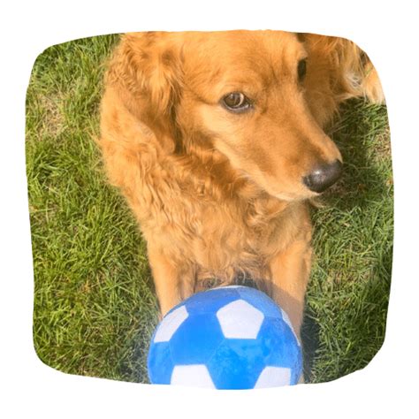 Dog Soccer Ball Toys (For Your Furry Pet)