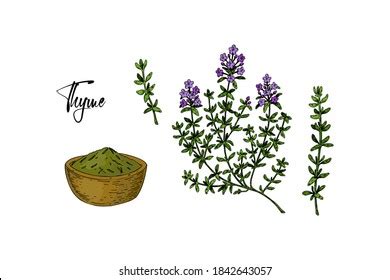 Set Hand Drawn Thyme Branches Bloom Stock Vector Royalty Free