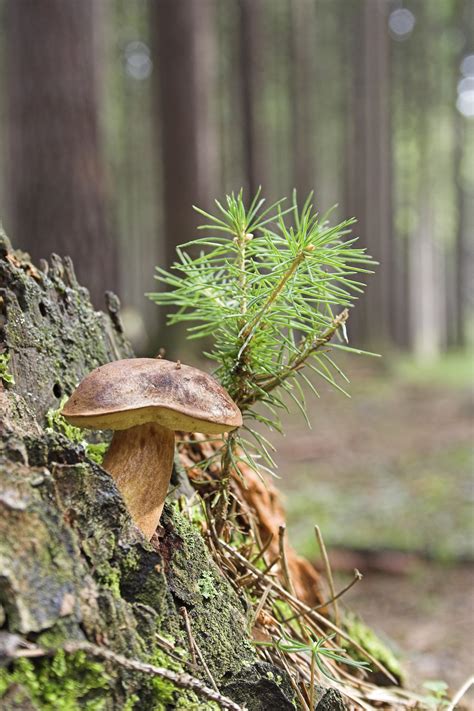 Kostenlose Foto Baum Natur Wald Ast Holz Blatt Stumpf Blume