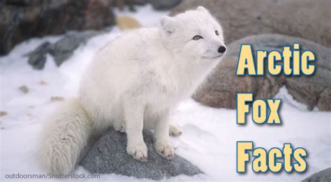 Arctic Fox Information Sheet For Kids