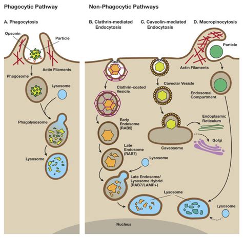 Phagocytosis Pathway