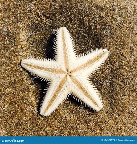 Beautiful White Starfish Spotted On A Sandy Beach Stock Image Image