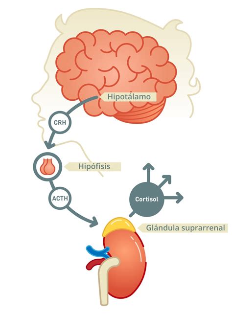 Sistema Endocrino Mind Map