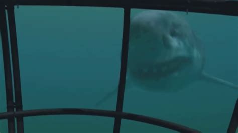 Megalodon Caught On Camera Youtube