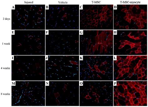 Skeletal Muscle Skm Regeneration Of Human Tonsil Derived Mesenchymal