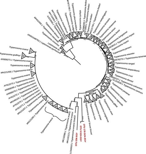 A Maximum Likelihood ML Phylogenetic Tree Showing The Evolutionary