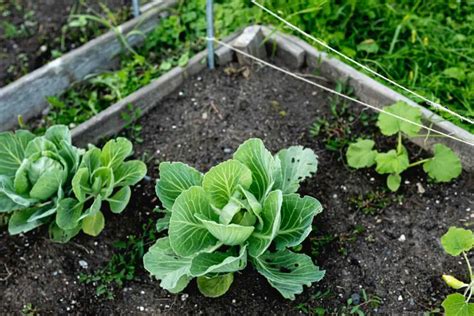 Etapas De Crecimiento De La Planta De Repollo