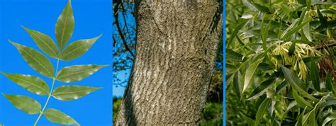 Ash Tree Identification By Leaves Bark And Species