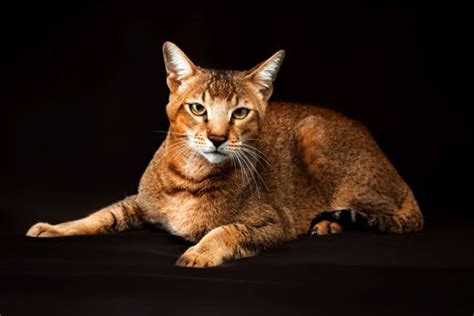 18 Big Eared Cat Breeds With Info And Pictures With Pictures Hepper