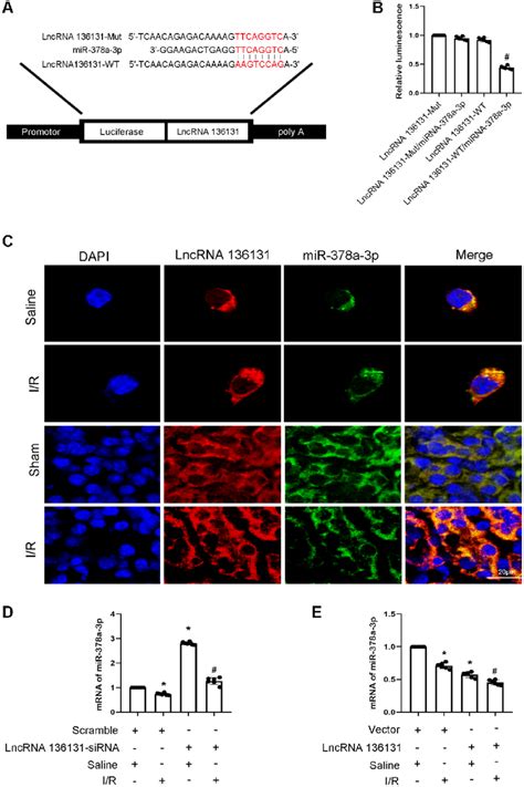 Lncrna136131 Inhibits The Expression And Activity Of Mir 378a 3p A