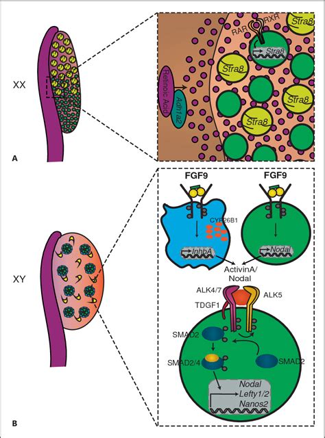 Figure From Signaling Pathways Involved In Mammalian Sex