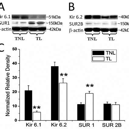 Semiquantitation Of Western Blot Signals Of KATP Channel Subunits In