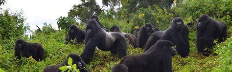 Uganda Gorilla Holidays Saso Gorilla Safaris Uganda