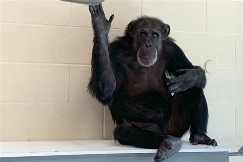 Honey B Chimpanzee Sanctuary Northwest