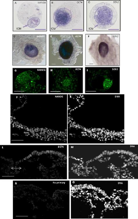 Nanog Oct And Sox Expression Patterns On Pre Implanting Bovine