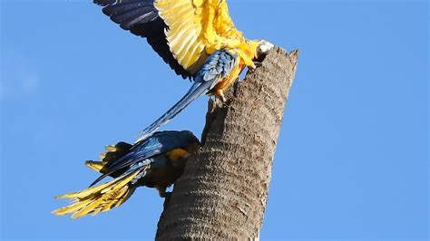 Blue And Yellow Macaw Nest Ara Ararauna Arara CanindÉ Ara Arauna