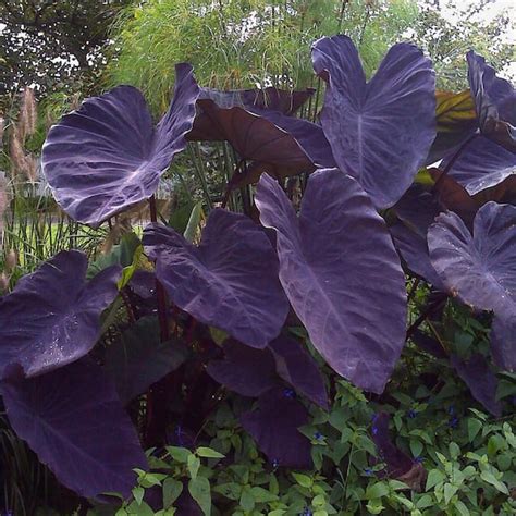 Garden State Bulb In Black Magic Elephant Ear Bulbs Bag Of