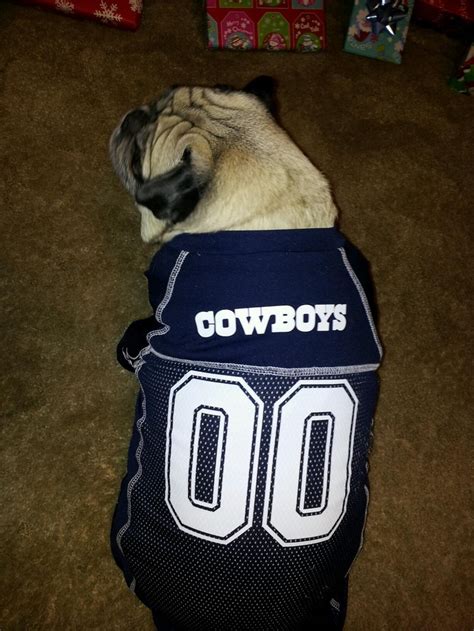 Cowboys Pug Cowboys Pugs Dallas Cowboys