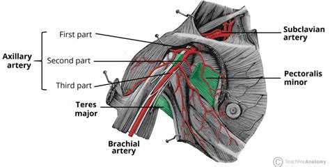 Arterial Supply To The Upper Limb Subclavian Brachial Teachmeanatomy