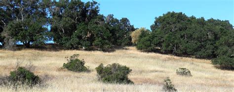 Three Haiku from Today’s Walk on Bernal Hill | The Pavellas Perspective