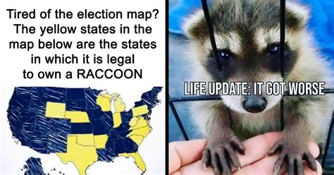 Raccoons Have Never Been More Relatable Than They Are In These 30 Dark Humor Memes | Bored Panda