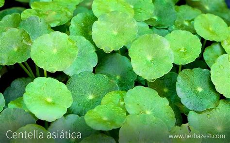 Centella Asiatica NaturaLista Colombia 53 OFF