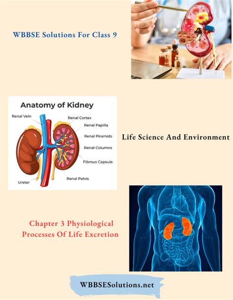 Wbbse Solutions For Class Life Science And Environment Chapter