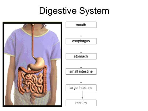 Digestive System Esophagus To Stomach