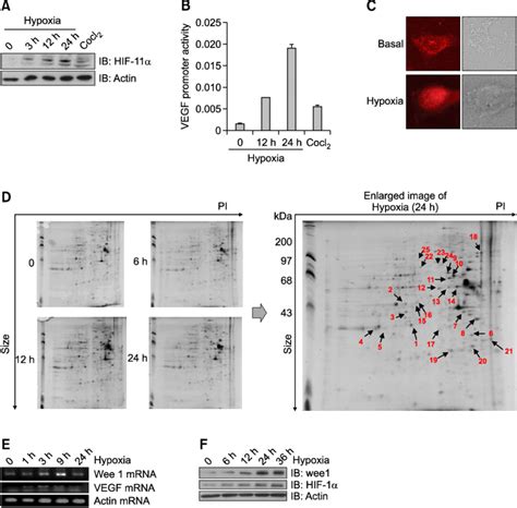 Hypoxia Induced Wee1 Expression A Induction Of Hif 1α By Hypoxia In Download Scientific