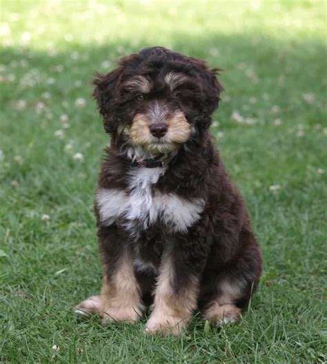 What You Need to Know about the Aussiedoodle, Canine Genius - Animalso