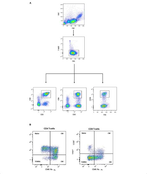 Frozen Pbmcs Were Defrosted And Stained With Fluorochrome Conjugated