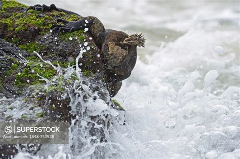 Marine Iguana Amblyrhynchus Cristatus Subspecies Of Isabela Island